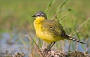 P1510835_Yellow_wagtail_on_twigs_near-a_puddle_64pc