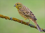 02_DSC9622_Yellowhammer_in_perfect_conditions_92pc