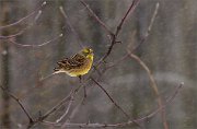 04_DSC8993_Yellowhammer_in_tough_snow_76pc