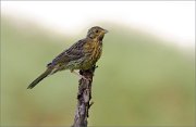 06_DSC4125_Yellowhammer_chins_up_59pc