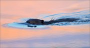 05_DSC1646_Eurasian_Beaver_in_sunsetcoloured_water_62pc