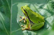 06_DSC1725_European_Tree_Frog_on_leaf_93pc