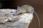 06_DSC9740_House_Mouse_stay_with_me_100pc