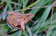 06_DSC9077_Moor_Frog_at_sunset_84pc
