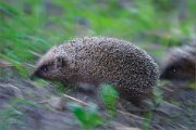 06_DSC4807_Northern_White-breasted_Hedgehog_chasing_mates_100pc