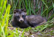 18_DSC3255_Raccoon_Dog_couch_54pc