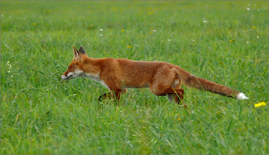 P1370032_fox_running.jpg