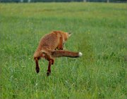 P1370014_fox1_jump