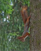 P1490037_Red_Squirrel_on_pine_downhead_70pc