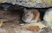 07_DSC0004_Striped_Field_Mouse_at_a_burrow_95pc