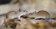 07_DSC1381_Stripped_Field_Mouse_rising_tension_128pc