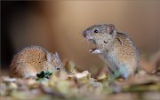07_DSC1408_Striped_field_Mouse_hunger_game_94pc