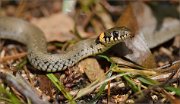 02_DSC1691_Water_Snake_on_soil_with_ant_72pc