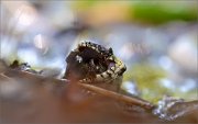 05_DSC5605_Water_Snake_fight_for_life_77pc