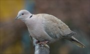 24_DSC5285_Eurasian_Collared_Dove_untimely_80pc