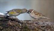 24_DSC7291_Greenfinch_ft_Tree_Sparrow_stoic_49pc
