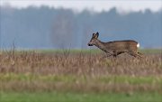 24_DSC7699_Roe_Deer_lick_36pc