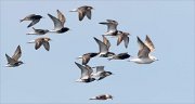 24_DSC7766_Ruff_ft_Common_Gull_3pc