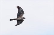 24_DSC7943_Hen_Harrier_remote_14pc