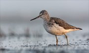 24_DSC8004_Common_Greenshank_antecedent_71pc