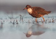 24_DSC8046_Ruff_foggy_72pc