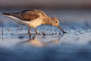 24_DSC8156_Common_Greenshank_catcher_83pc