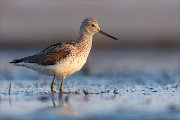 24_DSC8162_Common_Greenshank_abide_95pc