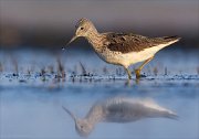 24_DSC8176_Common_Greenshank_blob_62pc