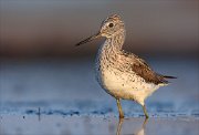 24_DSC8200_Common_Greenshank_gloss_89pc