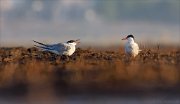 24_DSC8228_Common_Tern_pleased_29pc