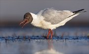 24_DSC8240_Black-headed_Gull_screw_73pc