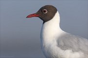 24_DSC8254_Black-headed_Gull_port_82pc