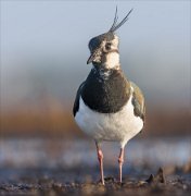 24_DSC8265_Northern_Lapwing_neat_80pc