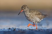 24_DSC8306_Redshank_foot_76pc