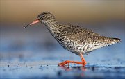 24_DSC8318_Common_Redshank_catcher_113pc