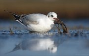 24_DSC8328_Black-headed_Gull_haul_58pc