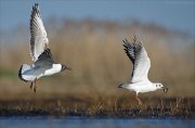 24_DSC8333_Black-headed_Gull_pursuit_75pc