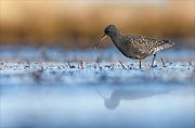 24_DSC8354_Spotted_Redshank_sight_41pc