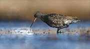 24_DSC8368_Spotted_Redshank_worship_36pc