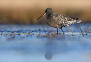 24_DSC8376_Spotted_Redshank_stroll_44pc