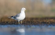 24_DSC8389_Common_Gull_shriek_46pc