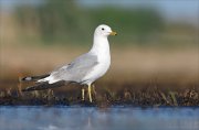 24_DSC8394_Common_Gull_grace_41pc