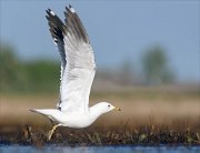 24_DSC8395_Common_Gull_bound_67pc