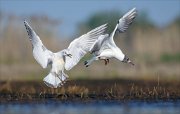 24_DSC8430_Black-headed_Gull_deal_58pc