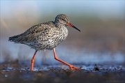 24_DSC8464_Common_Redshank_converse_83pc