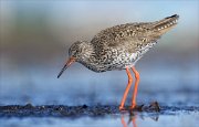 24_DSC8475_Common_Redshank_deficient_69pc