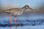 24_DSC8478_Common_Redshank_shoo_80pc