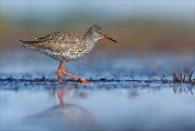 24_DSC8485_Common_Redshank_stroll_66pc