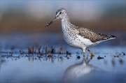 24_DSC8510_Common_Greenshank_stately_62pc