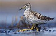 24_DSC8581_Wood_Sandpiper_detection_94pc